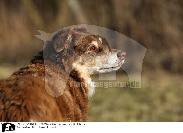 Australian Shepherd Portrait / Australian Shepherd Portrait / KL-05869