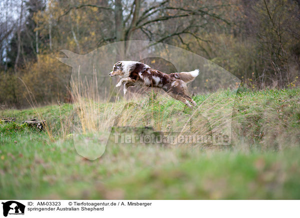 springender Australian Shepherd / jumping Australian Shepherd / AM-03323