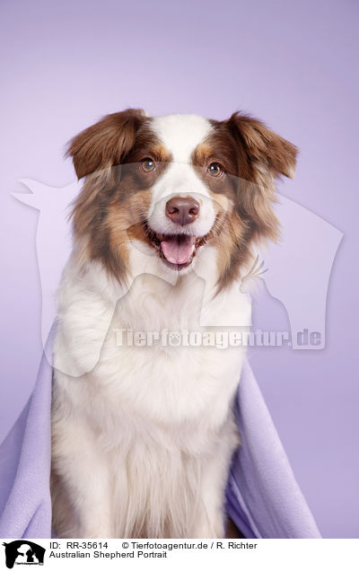 Australian Shepherd Portrait / Australian Shepherd Portrait / RR-35614