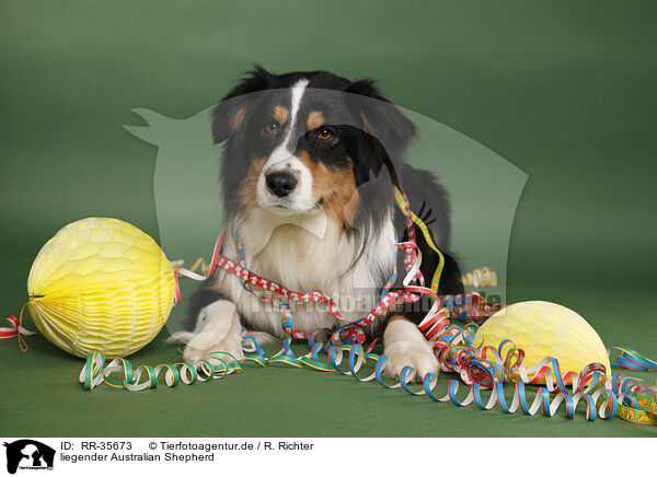 liegender Australian Shepherd / lying Australian Shepherd / RR-35673