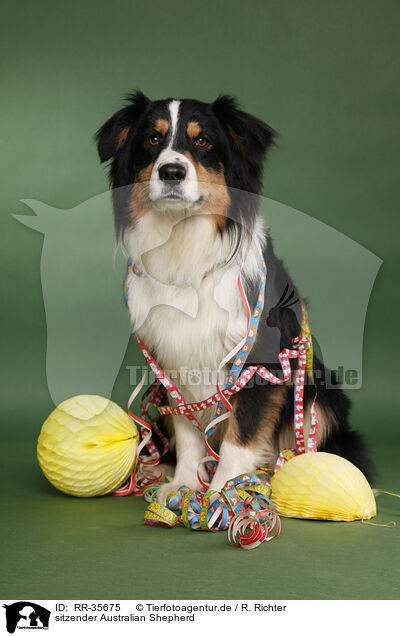 sitzender Australian Shepherd / sitting Australian Shepherd / RR-35675