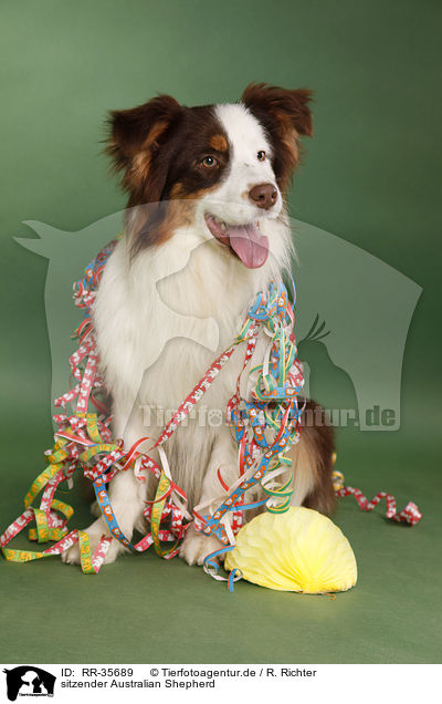 sitzender Australian Shepherd / sitting Australian Shepherd / RR-35689