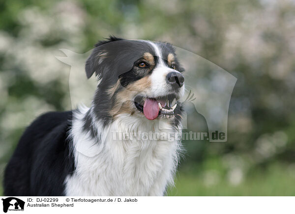 Australian Shepherd / Australian Shepherd / DJ-02299