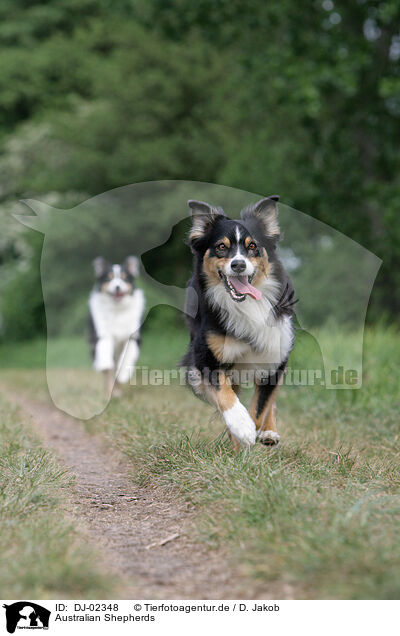 Australian Shepherds / Australian Shepherds / DJ-02348