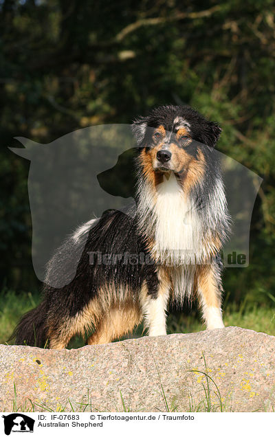 Australian Shepherd / Australian Shepherd / IF-07683