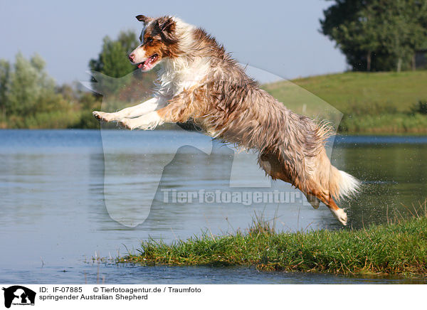 springender Australian Shepherd / jumping Australian Shepherd / IF-07885