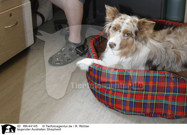 liegender Australian Shepherd / lying Australian Shepherd / RR-44145