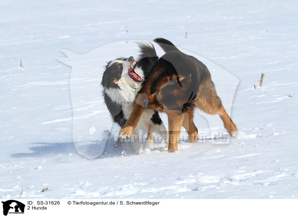 2 Hunde / 2 dogs / SS-31626