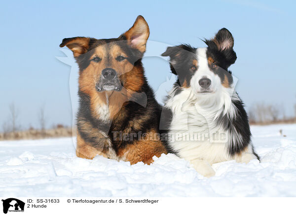 2 Hunde / 2 dogs / SS-31633