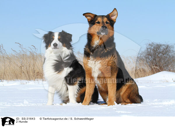 2 Hunde / 2 dogs / SS-31643