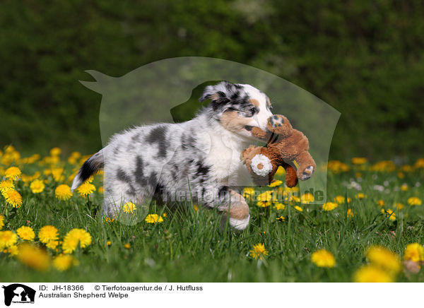 Australian Shepherd Welpe / Australian Shepherd Puppy / JH-18366