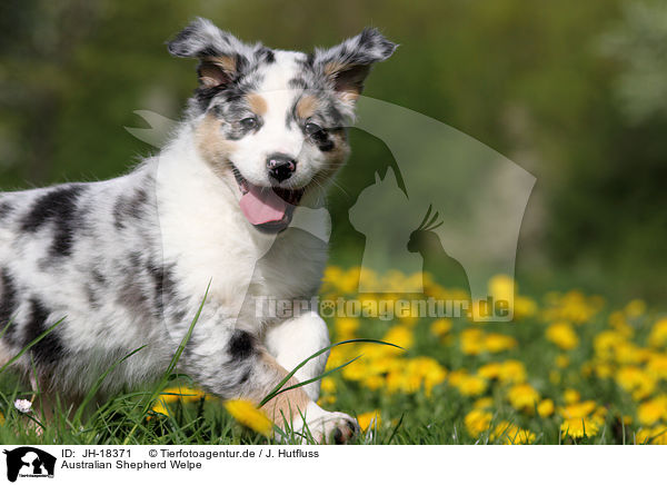 Australian Shepherd Welpe / Australian Shepherd Puppy / JH-18371
