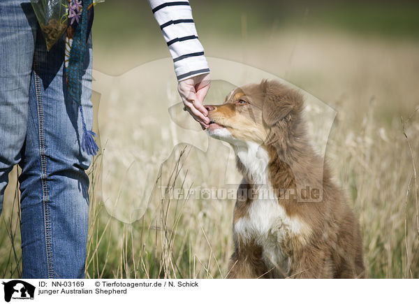 junger Australian Shepherd / young Australian Shepherd / NN-03169