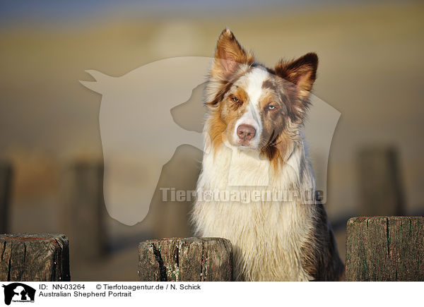 Australian Shepherd Portrait / Australian Shepherd Portrait / NN-03264