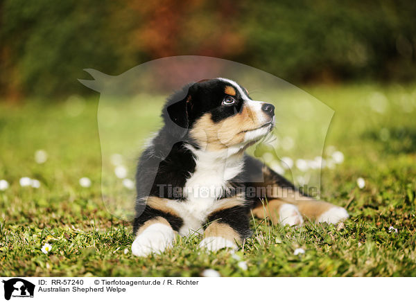 Australian Shepherd Welpe / Australian Shepherd Puppy / RR-57240