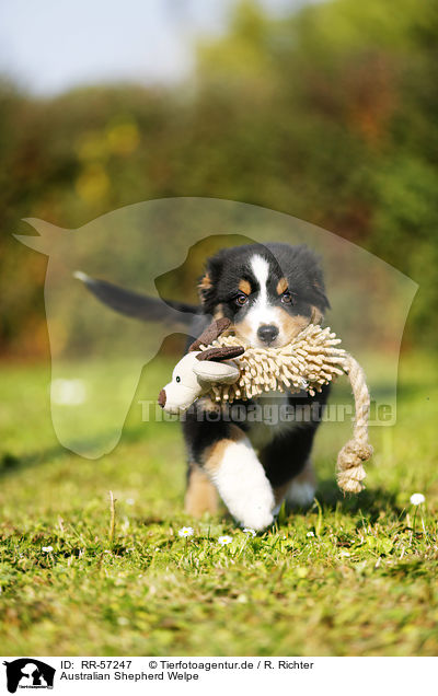 Australian Shepherd Welpe / Australian Shepherd Puppy / RR-57247