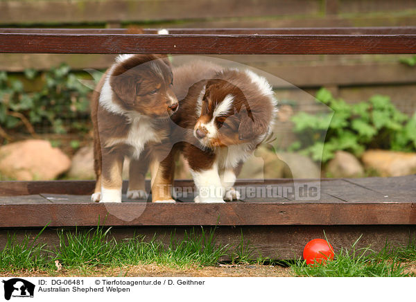 Australian Shepherd Welpen / Australian Shepherd puppies / DG-06481
