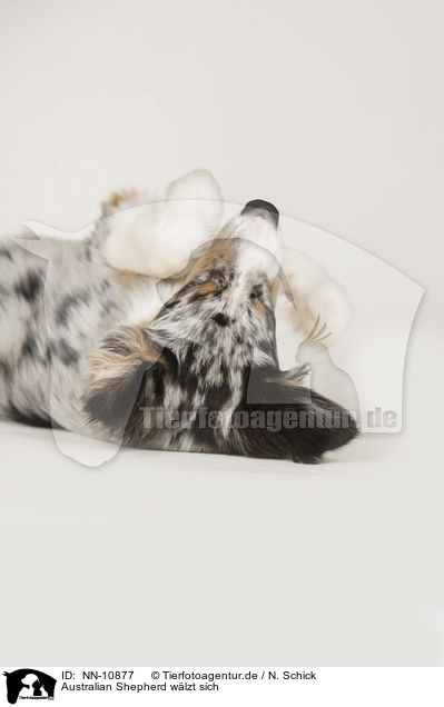 Australian Shepherd wlzt sich / rolling Australian Shepherd / NN-10877