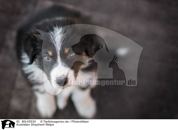 Australian Shepherd Welpe / Australian Shepherd Puppy / BS-05530