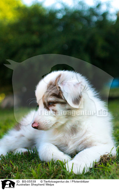 Australian Shepherd Welpe / Australian Shepherd Puppy / BS-05539
