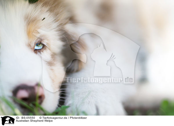 Australian Shepherd Welpe / Australian Shepherd Puppy / BS-05550