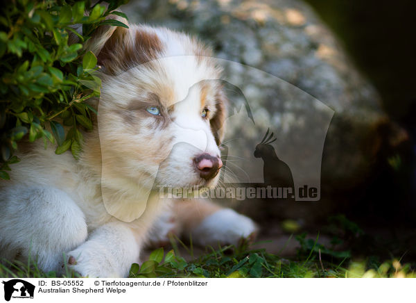 Australian Shepherd Welpe / Australian Shepherd Puppy / BS-05552