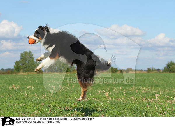 springender Australian Shepherd / jumping Australian Shepherd / SS-38113