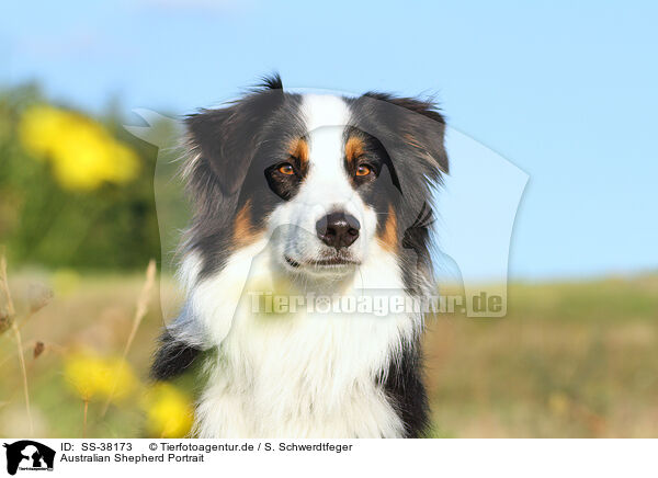 Australian Shepherd Portrait / Australian Shepherd Portrait / SS-38173