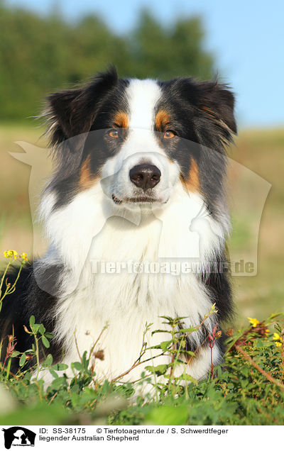 liegender Australian Shepherd / lying Australian Shepherd / SS-38175