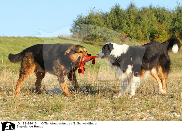 2 spielende Hunde / 2 playing dogs / SS-38416