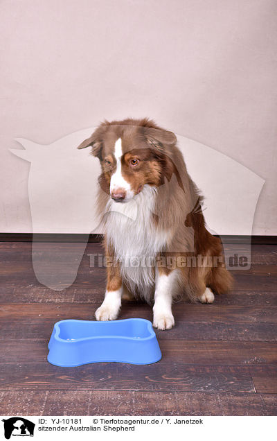 sitzender Australian Shepherd / sitting Australian Shepherd / YJ-10181