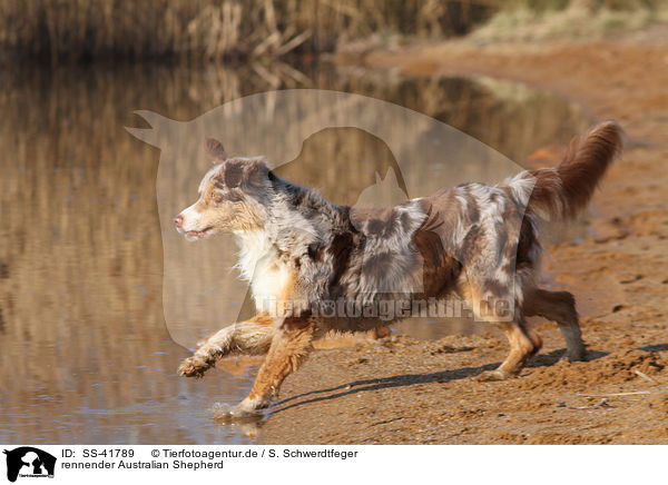 rennender Australian Shepherd / running Australian Shepherd / SS-41789