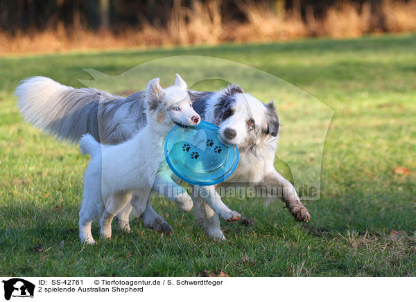 2 spielende Australian Shepherd / SS-42761