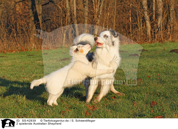 2 spielende Australian Shepherd / 2 playing Australian Shepherd / SS-42839