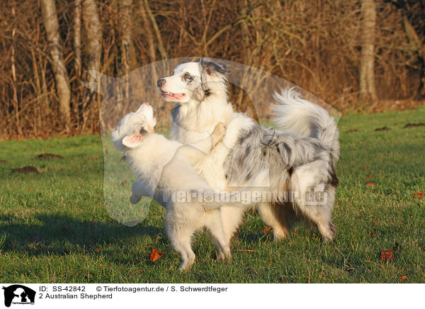 2 Australian Shepherd / 2 Australian Shepherd / SS-42842