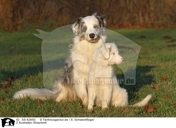 2 Australian Shepherd / 2 Australian Shepherd / SS-42850