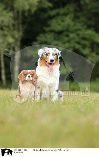 2 Hunde / 2 dogs / KL-17654