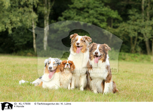 4 Hunde / 4 dogs / KL-17656