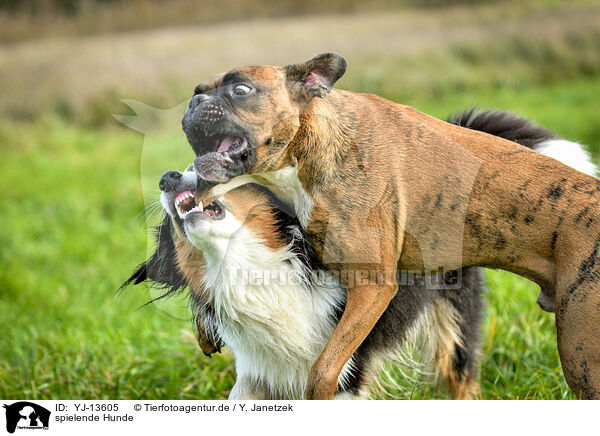 spielende Hunde / playing dogs / YJ-13605