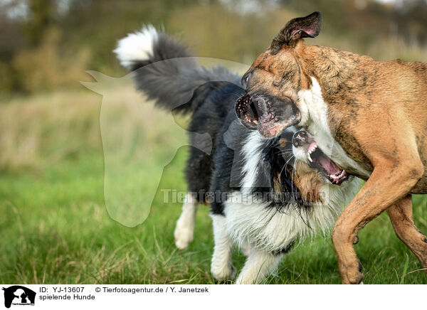 spielende Hunde / playing dogs / YJ-13607