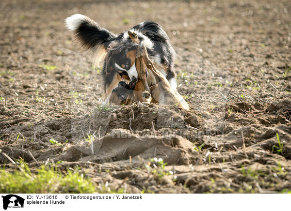 spielende Hunde / playing dogs / YJ-13616