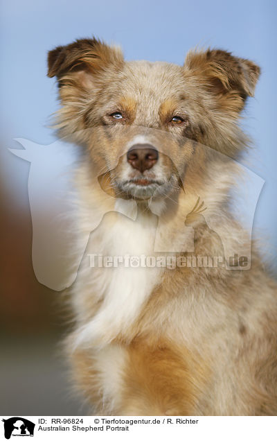 Australian Shepherd Portrait / Australian Shepherd Portrait / RR-96824