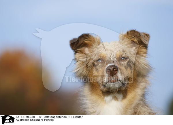 Australian Shepherd Portrait / Australian Shepherd Portrait / RR-96828