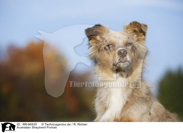 Australian Shepherd Portrait / Australian Shepherd Portrait / RR-96829