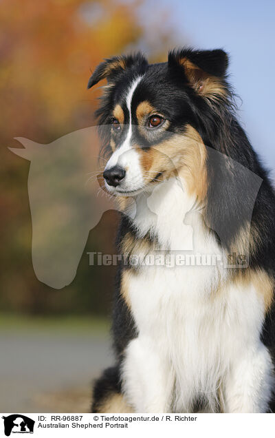 Australian Shepherd Portrait / Australian Shepherd Portrait / RR-96887