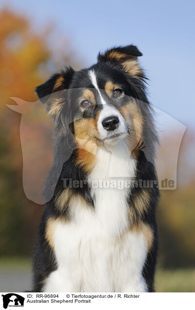 Australian Shepherd Portrait / Australian Shepherd Portrait / RR-96894