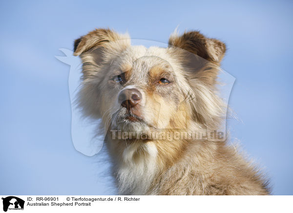 Australian Shepherd Portrait / Australian Shepherd Portrait / RR-96901