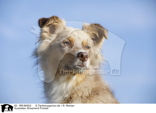 Australian Shepherd Portrait / Australian Shepherd Portrait / RR-96902