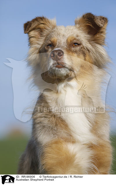 Australian Shepherd Portrait / Australian Shepherd Portrait / RR-96906