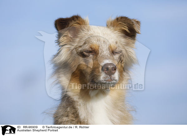 Australian Shepherd Portrait / Australian Shepherd Portrait / RR-96909